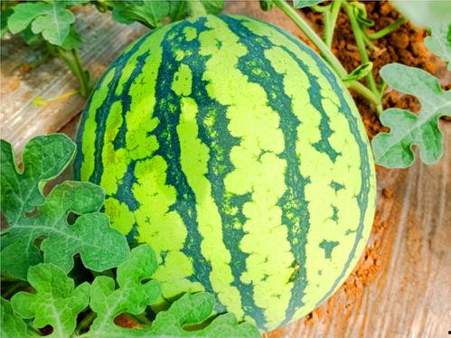 网络吃瓜,揭秘娱乐圈幕后真相